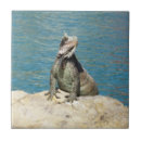 Pesquisar por animais selvagens azulejos Natureza