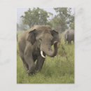 Pesquisar por elefante indiano cartoes postais Ásia