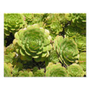 Pesquisar por galinhas e galinhas pôsteres pósteres Succulent