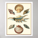Pesquisar por seashell pósteres Nature