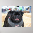 Pesquisar por pug preto pósteres Cães