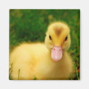 Pesquisar por gado imas Horizontal