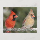 Pesquisar por cardinal fotografia Natureza