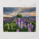 Pesquisar por new zealand cartoes postais Landscape