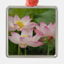 Pesquisar por flor de lótus ornamentos Rosa