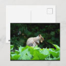 Pesquisar por esquilo cinzento cartoes postais Natureza
