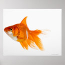Pesquisar por peixes alaranjados pôsteres pósteres Animal