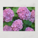 Pesquisar por hydrangea cartoes postais Hidrangea