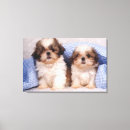 Pesquisar por shih impressão de canvas Animal