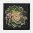 Pesquisar por fábrica imas Usina