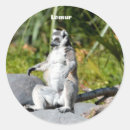Pesquisar por lemurs Animal