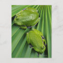 Pesquisar por árvores altas cartoes postais Verde