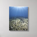 Pesquisar por peixes impressão de canvas Criaturas do sealife