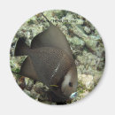 Pesquisar por peixes imas Mergulhador