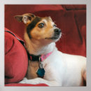 Pesquisar por jack russell pôsteres pósteres Canine