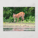 Pesquisar por bambi cartoes postais Natureza