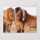 Pesquisar por cavalo islandês cartoes postais Equus caballus
