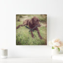 Pesquisar por laboratório relogios de parede Animais