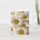 Pesquisar por shasta daisy cartoes Yellow