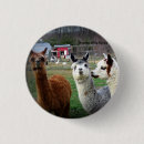 Pesquisar por alpaca botons Animal