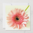 Pesquisar por gerberas convites Flores