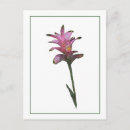 Pesquisar por desenho tulipa cartoes postais Natureza