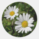 Pesquisar por etiquetas redondas da margarida adesivos Margaridas