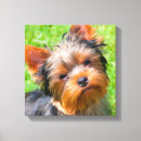 Pesquisar por yorkshire terrier impressão de canvas Cão