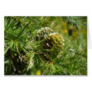 Pesquisar por tamarack Natureza