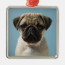 Pesquisar por pug bonito ornamentos Filhote de cachorro