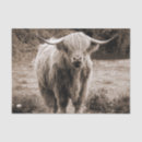Pesquisar por brown cow Vaca