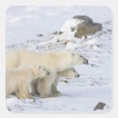 Pesquisar por churchill adesivos Filhote