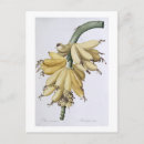 Pesquisar por pierre joseph redoute cartoes postais Arte fina