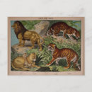 Pesquisar por gatos do vintage cartoes postais Tigre