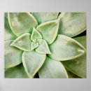 Pesquisar por succulent pôsteres pósteres Fotografia