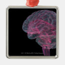 Pesquisar por cérebro ornamentos Humano