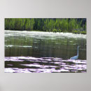 Pesquisar por egrets pôsteres pósteres Pássaro