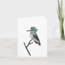 Pesquisar por kingfisher cartoes Natureza