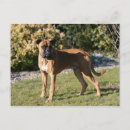 Pesquisar por pé vermelho cartoes postais Vermelho e branco