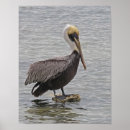 Pesquisar por pelicanos pósteres Pelicano marrom