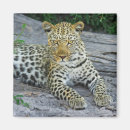 Pesquisar por face imas Safari