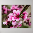 Pesquisar por flor cerejeira pôsteres pósteres Para todos