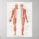 Pesquisar por diagrama médico pôsteres pósteres Vintage