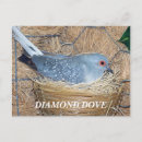 Pesquisar por dove cartoes postais Pássaros