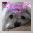 Pesquisar por meu maltês pôsteres pósteres Para ela