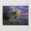 Pesquisar por coruja de celeiro cartoes postais Pássaro