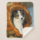 Pesquisar por border collie mantas Animal