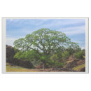 Pesquisar por carvalho artesanato material Natureza