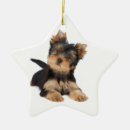 Pesquisar por yorkie bonito ornamentos Yorkshire terrier