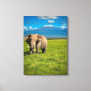 Pesquisar por decoração africana impressão de canvas Elefante africano